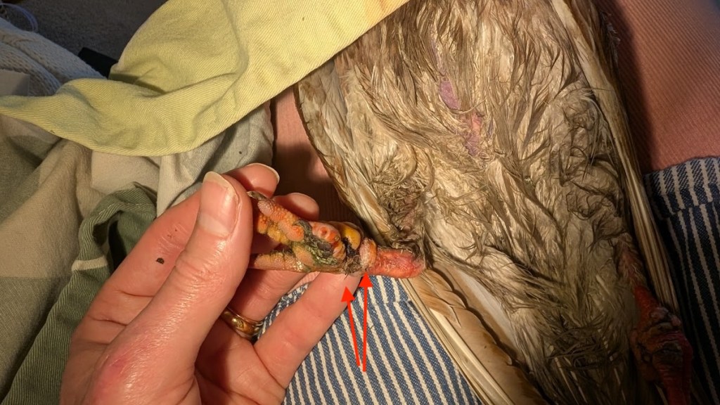 Matilda's foot with two tiny black thread sticking out from the underside.