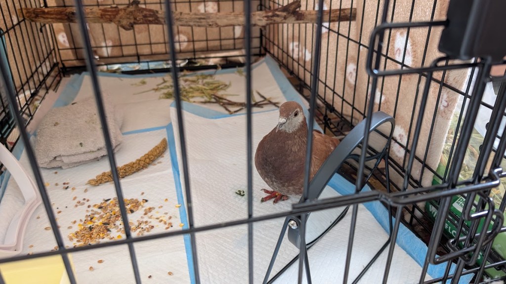Matilda in her cage after the string removal. She's standing in front of the mirror and there's seed on the ground next to her.