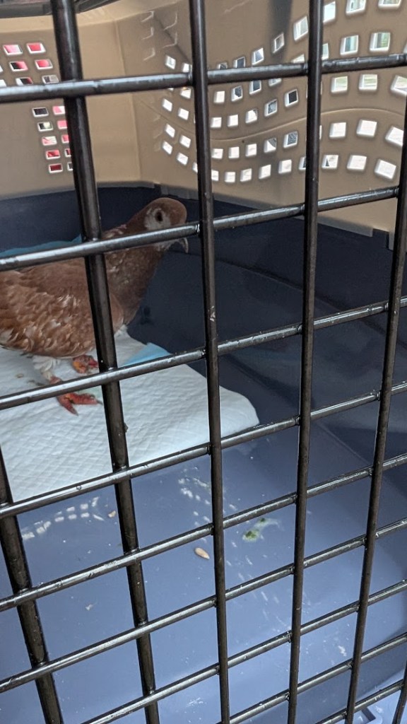 Matilda about to be let out of the cat carrier