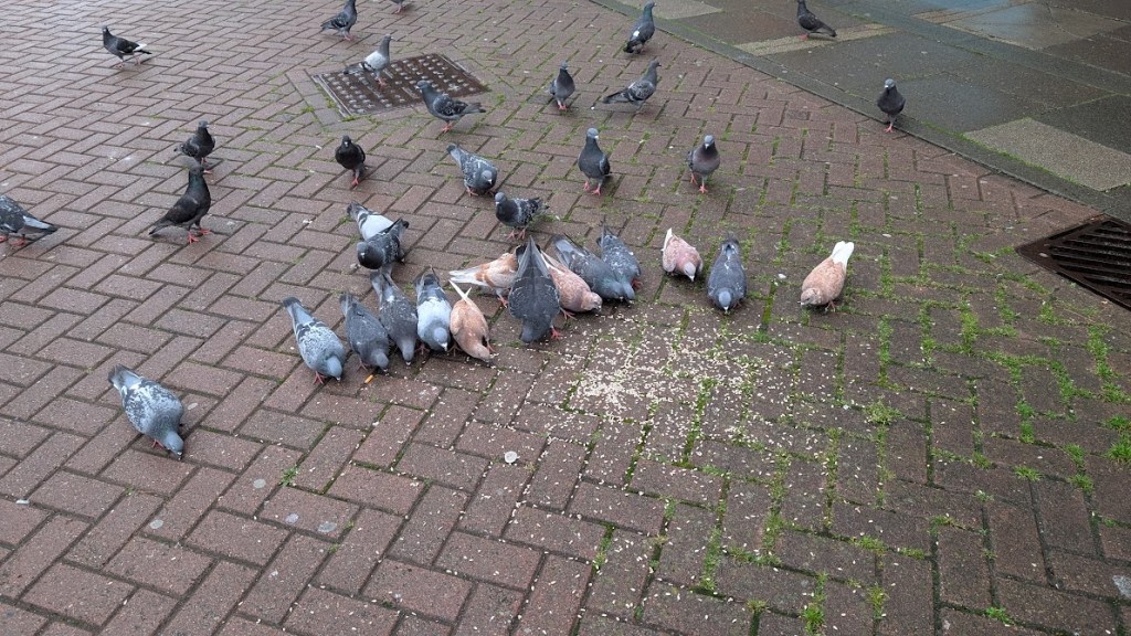 Lots of pigeons on the ground eating sunflower seeds