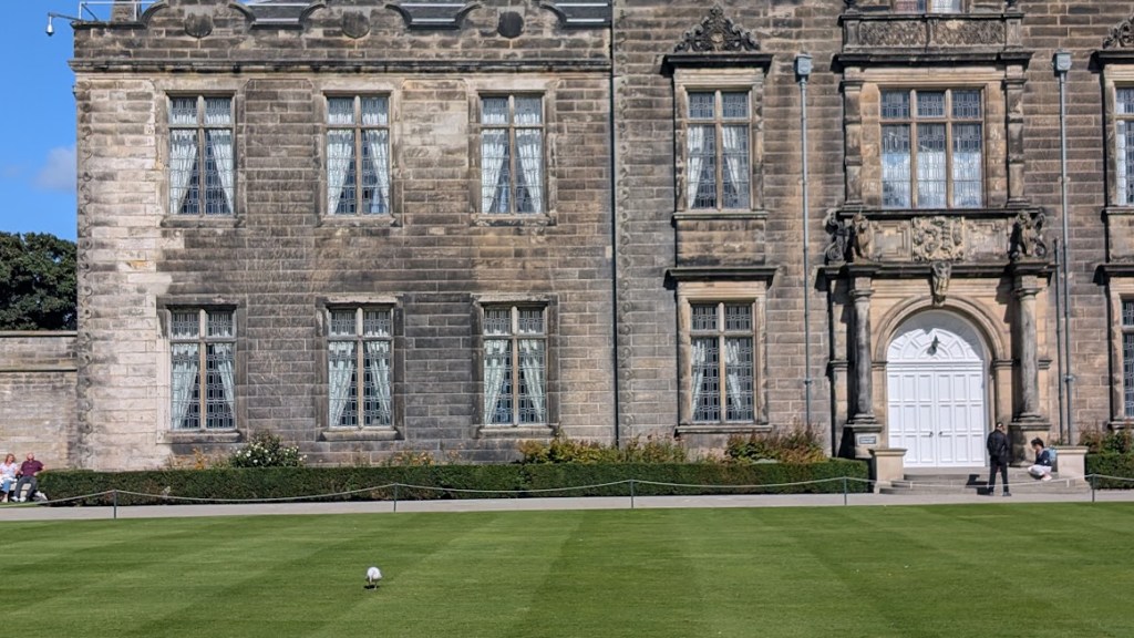A gull on the lawn inside the quadrangle.