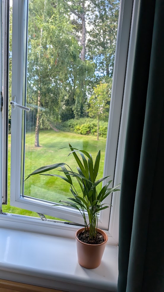 Plant on windowsill