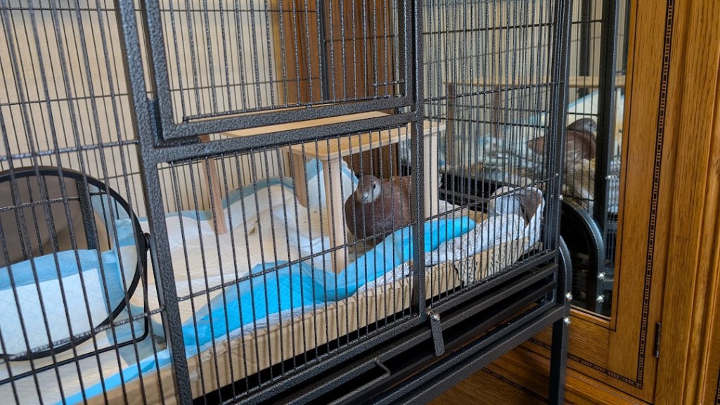 Matilda in her new cage