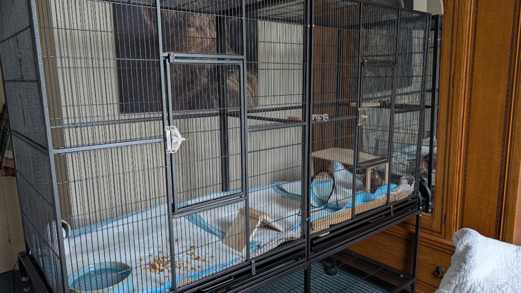 The new cage with Matilda at one end under a platform.