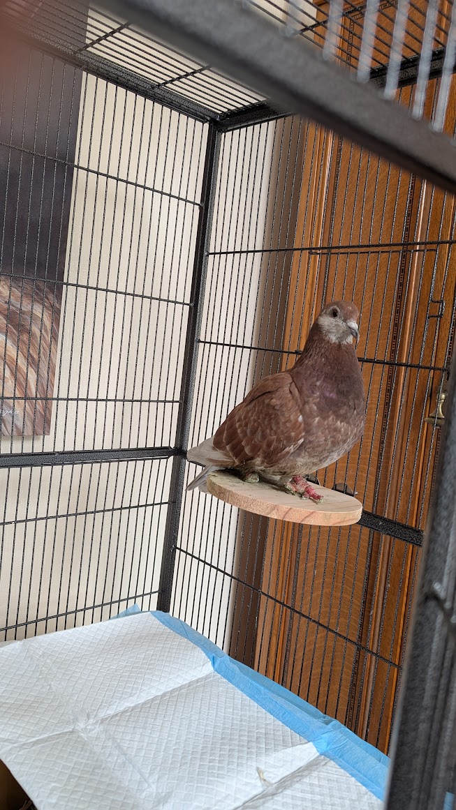 Matilda in her cage