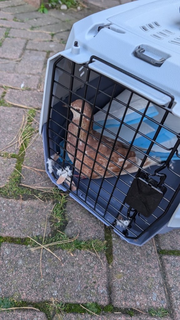 Matilda back home and about to be released
