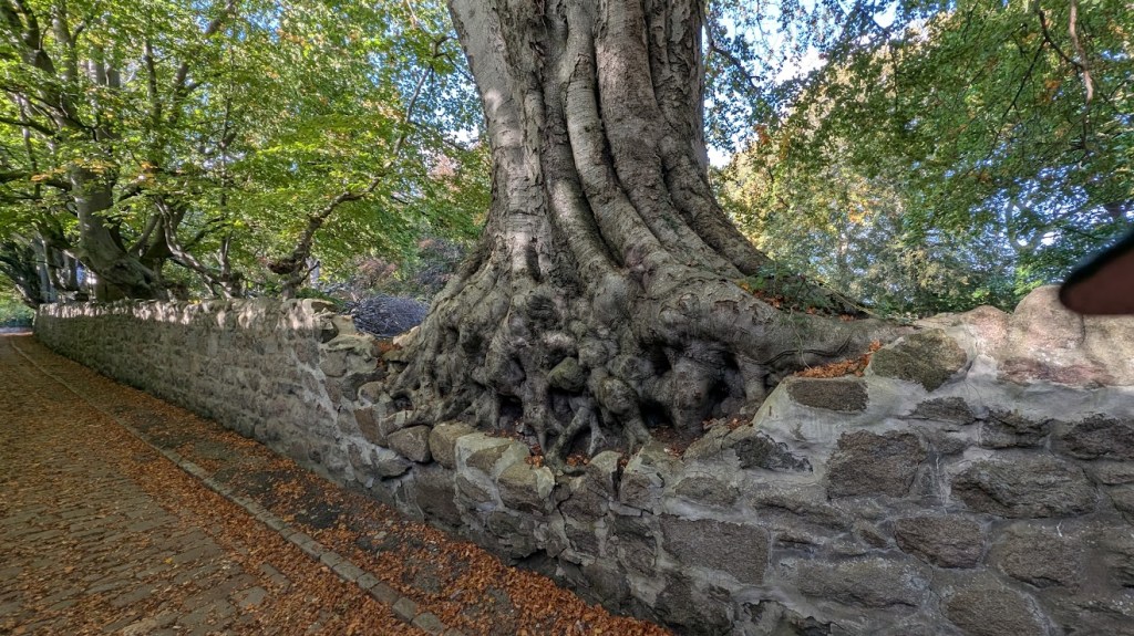 Tree roots growing into a stone wall