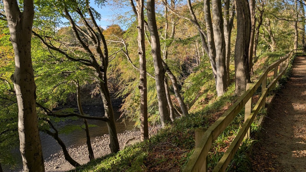 An autumn scene in Seaton Park with the River Don flowing on the left