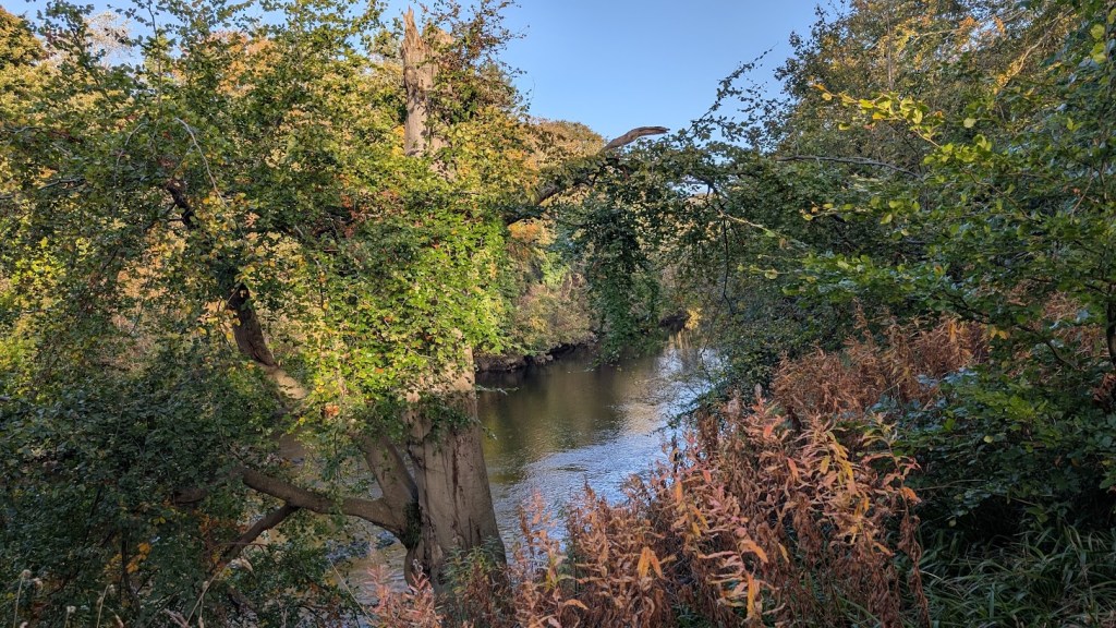 Another scene of the River Don surrounding by trees in autumnal colours
